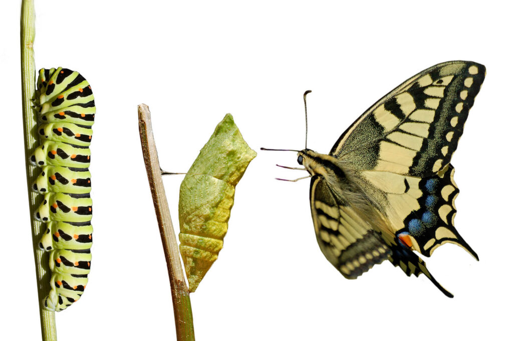 Image of a caterpillar transitioning into a butterfly. If you struggle with managing a major life change, discover how life transitions therapy in Hermosa Beach, CA can help you cope.